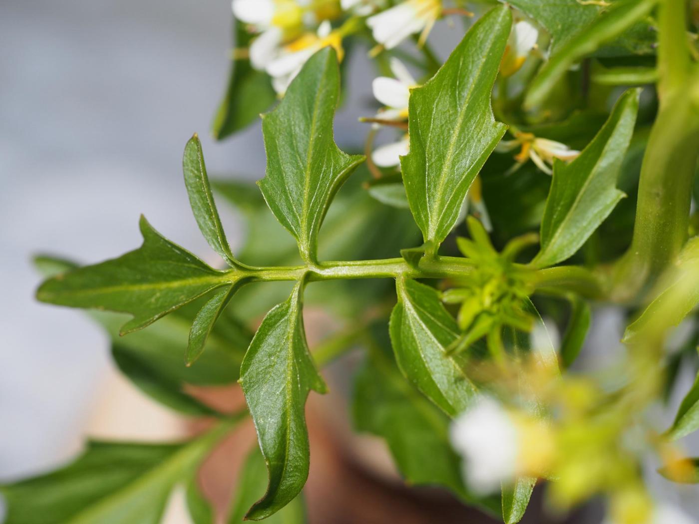 Bittercress, Large leaf